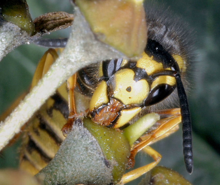 Immagini di macrofotografia